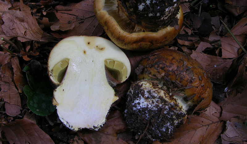 Vediamo se gioca qualcuno....(cfr. Cortinarius elegantior)